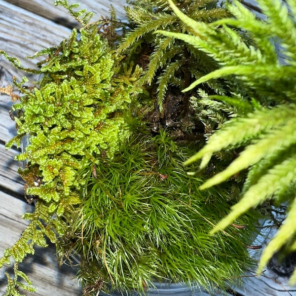 5 Mini Moss Assortment Dome