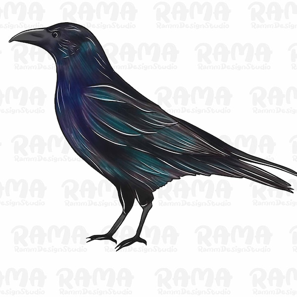 American Crow Png Sublimation Design, Hand Drawn Crow Png, Crow Png, Bird Png, American Crow Portrait Png, Animal Png Digital Downloads