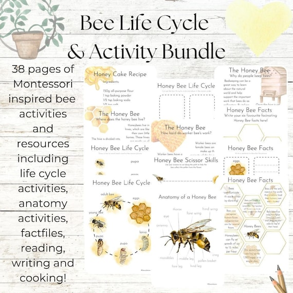 Bee-utiful Bee Life Cycle Learning: Montessori-Inspired Activities and Resources for Exploring the Bee Life Cycle at school and home