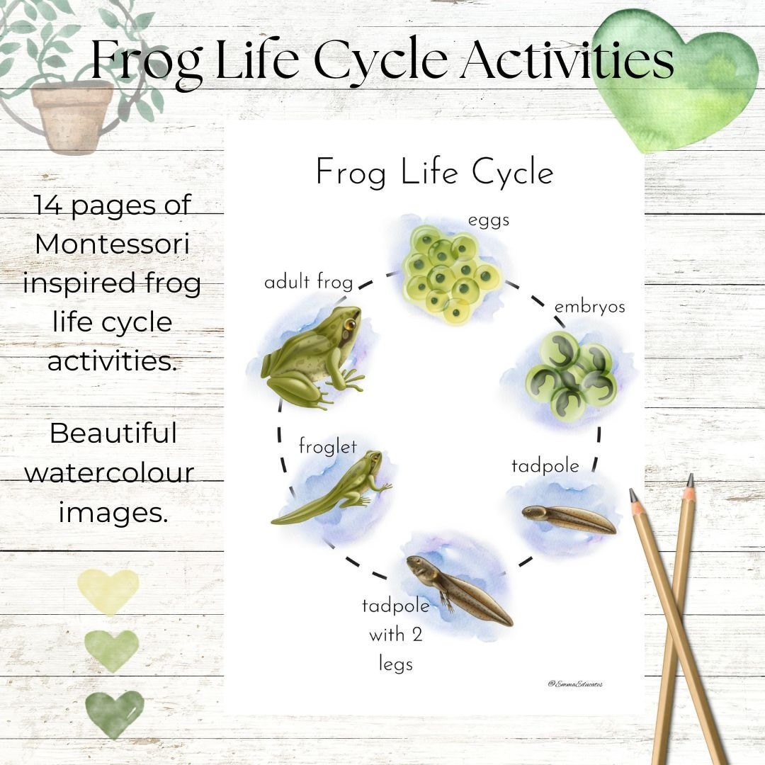 Hop Into Learning With Our Frog Life Cycle Mini Unit - Ideal for ...