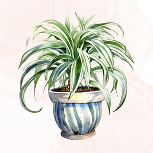 May include: A potted plant with long, green and white striped leaves in a blue and white striped ceramic pot.