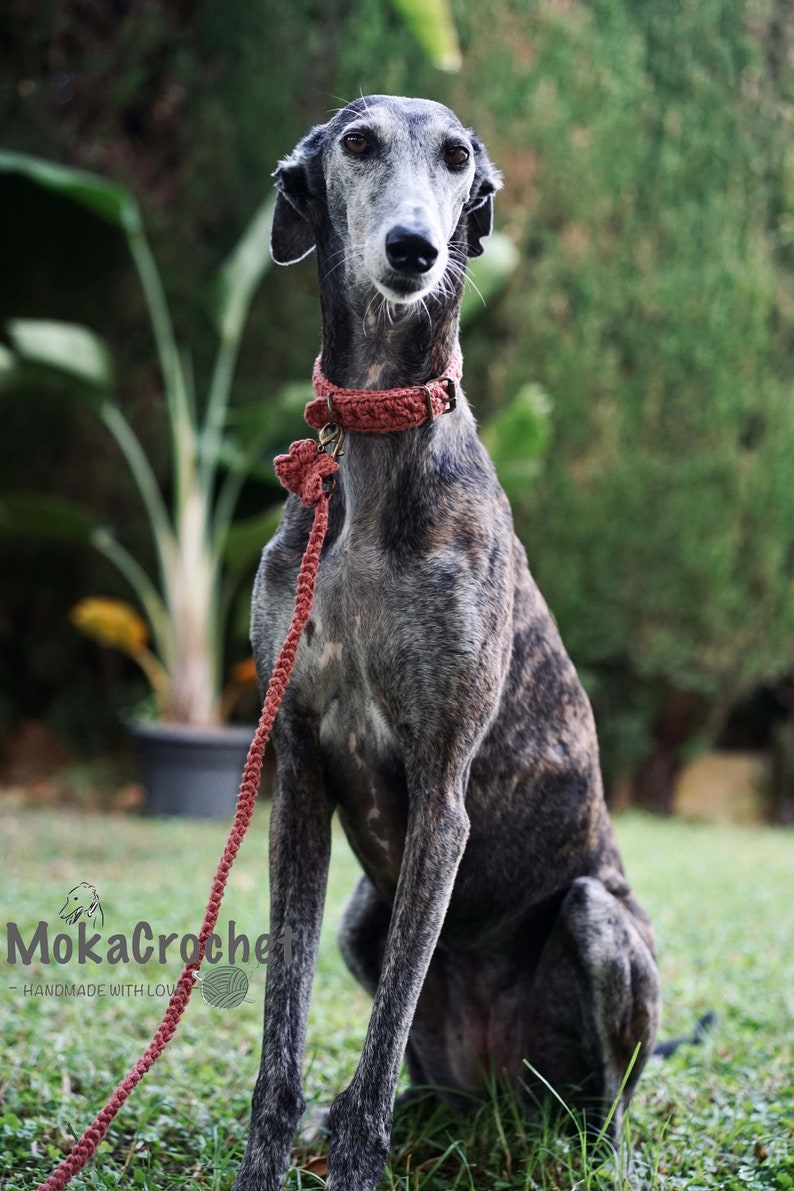 May include: A grey and brown dog wearing a red crocheted collar and leash. The dog is sitting on green grass. The leash is attached to a metal tag with the text "MokaCrochet - handmade with love".