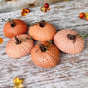 May include: Five decorative pumpkins in shades of orange and peach with textured surfaces and curly green vines. The pumpkins are arranged on a rustic, weathered wooden surface, with small decorative sprigs.