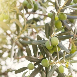 Neues natives Olivenöl extra Süßdose 3L 2022/2023 Olivenhaine Barone Tortorici