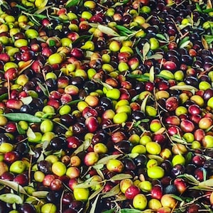 Neues natives Olivenöl extra Süßdose 3L 2022/2023 Olivenhaine Barone Tortorici