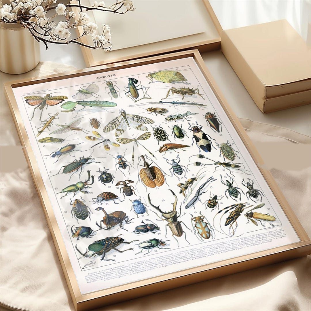 Insect Ho Vintage Style Insect Print Scientific Insect Poster Edcuational Wall ...