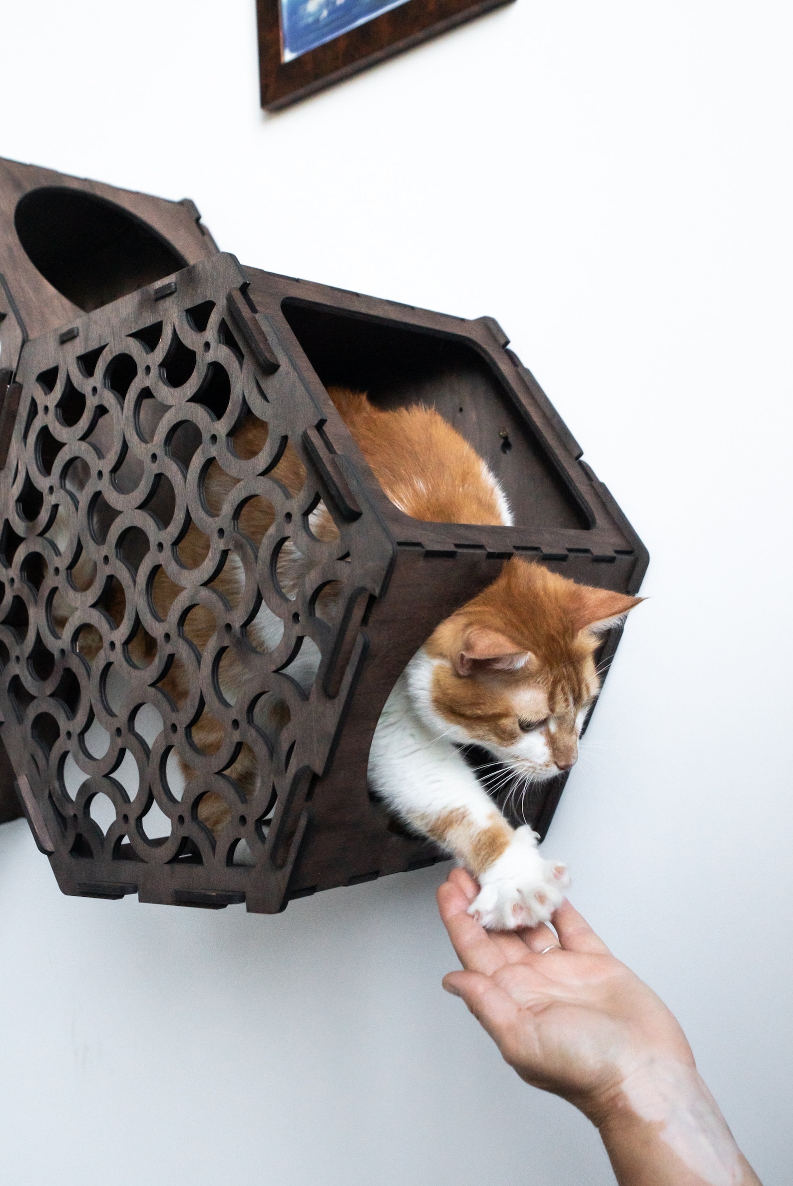 Hexagon Cat Shelves Cat Wall Furniture Set Cat Wall Shelves Etsy