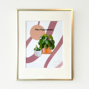 Chinese Money Plant Drawing Art Print Pilea Peperomioides House Plants ...