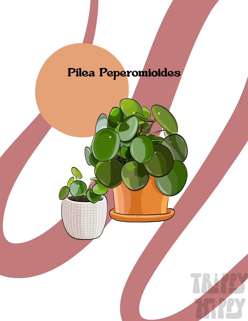 Chinese Money Plant Drawing Art Print Pilea Peperomioides House Plants ...
