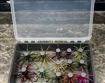 May include: A clear plastic Plano storage box containing twelve multi-coloured, star-shaped fishing lures with thin, flexible appendages. The lures are arranged in a grid, featuring shades of green, red, brown, and pink, each with a central circular base.