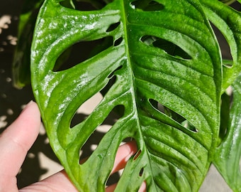 Monstera Adansonii (Swiss Cheese Plant)