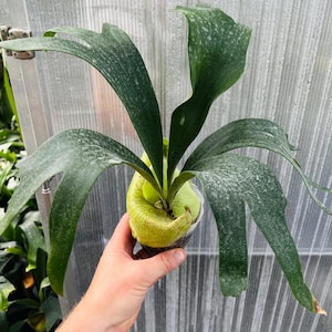 Platycerium SS Foong. Potted Staghorn Fern.