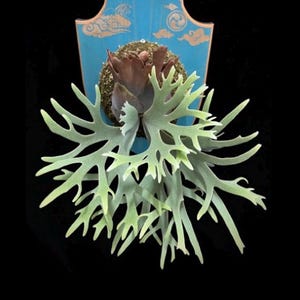 May include: A staghorn fern mounted on a light blue wooden plaque. The plant features wide, branching, pale green fronds extending outward from a central brown, mossy base. The plaque is shaped with a curved top and displays etched cloud designs.