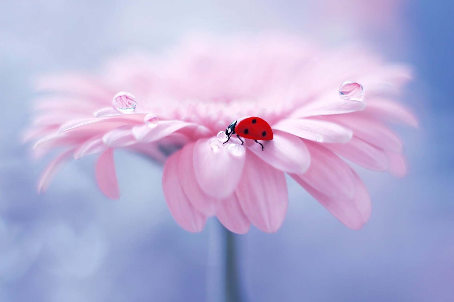 Ladybug on Flower Wall Hanging Decor, Famous Artwork, Canvas Art Print ...