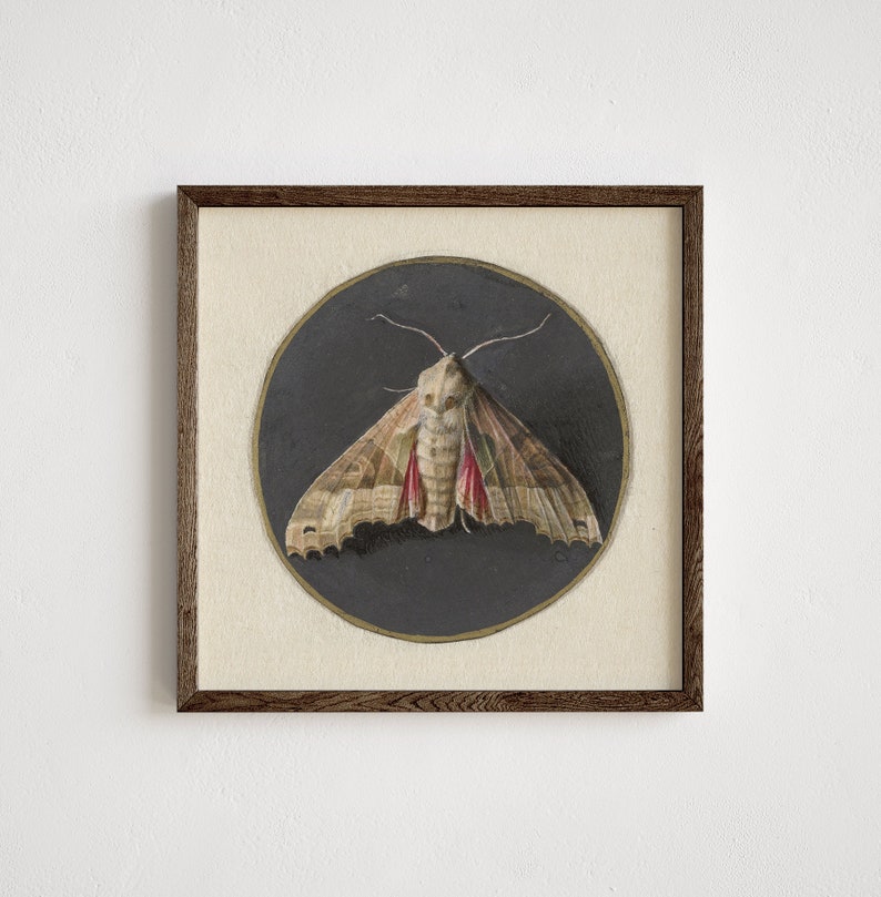 Vintage Moth Print | Vintage Wall Art Download | Printable Cottagecore ...