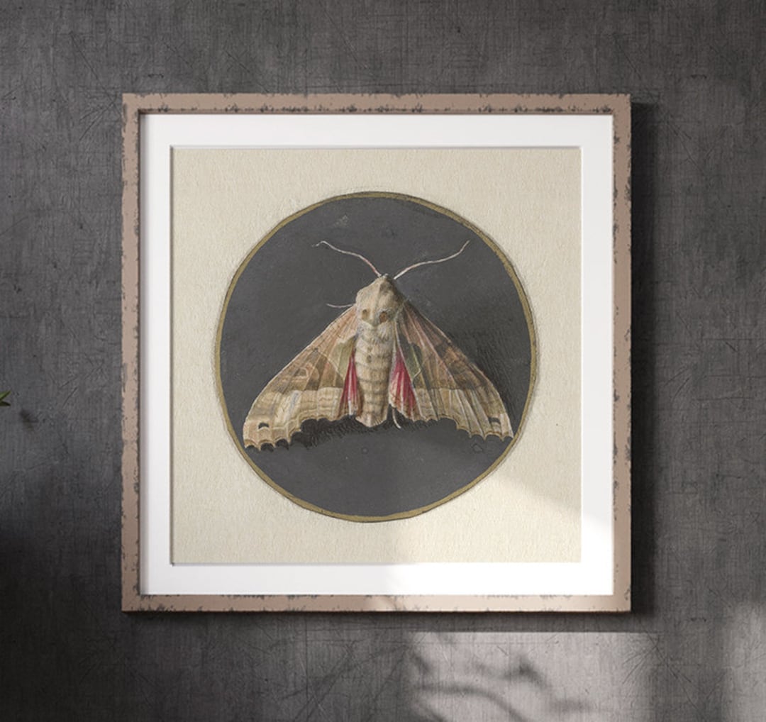 Vintage Moth Print | Vintage Wall Art Download | Printable Cottagecore ...