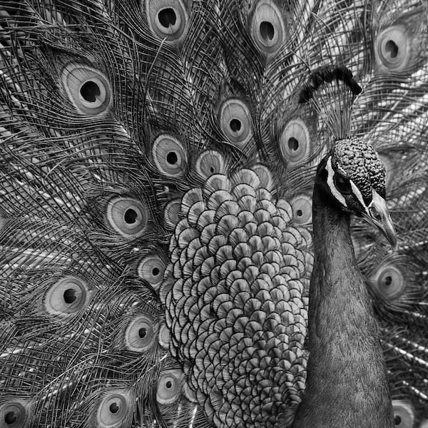 Peacock Black and White Wall Art - Etsy