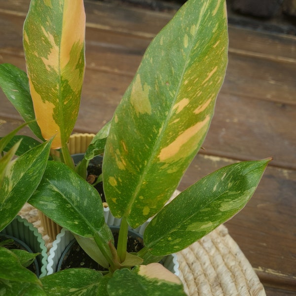 Baby Philodendron 'Ring of Fire' - Rare Plants