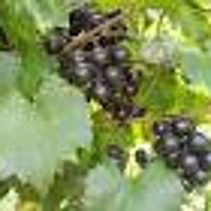 Black muscadine grapes 10 plants