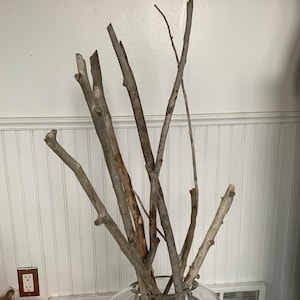 Willow branches 5 set variety 18 to 22inch length
