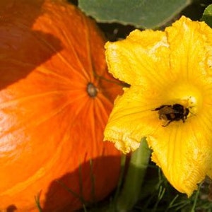 Orange Pumpkin seeds 20