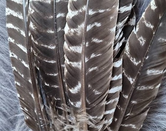 Heritage Turkey Feathers (2 feathers per price)