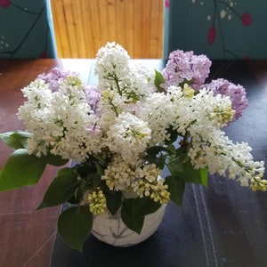 Homestead organic Lilac Seeds - 30 heirloom seeds