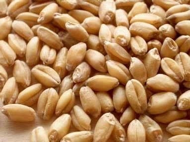 Granos de trigo integral orgánico sin OMG de 1 libra, grano de trigo blanco  duro y semillas de trigo de reliquia para semillas de bayas de trigo