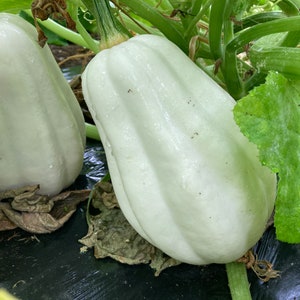 Mashed Potato Squash seeds 10 seeds