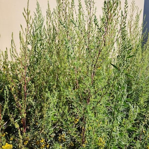 200 Wormwood seeds