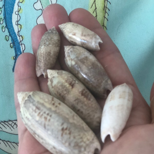 Natural Florida Olive Shell (1 EA), Craft Shells, Real Seashells, Decorative Filler, Beach House Decor, Coastal Shells, lettered olive shell