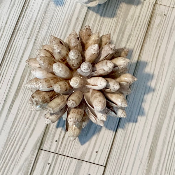 Natural Ornamental Shell Ball, Lettered Olive, Coastal Decor for table or shelf, Shell Ornament, Christmas Gift for Sheller, Beach house