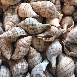 May include: A collection of numerous spiraled seashells, each featuring a smooth, off-white surface with distinct, thin, dark brown vertical stripes running along the length of the shells. The shells are clustered together in a dense arrangement.