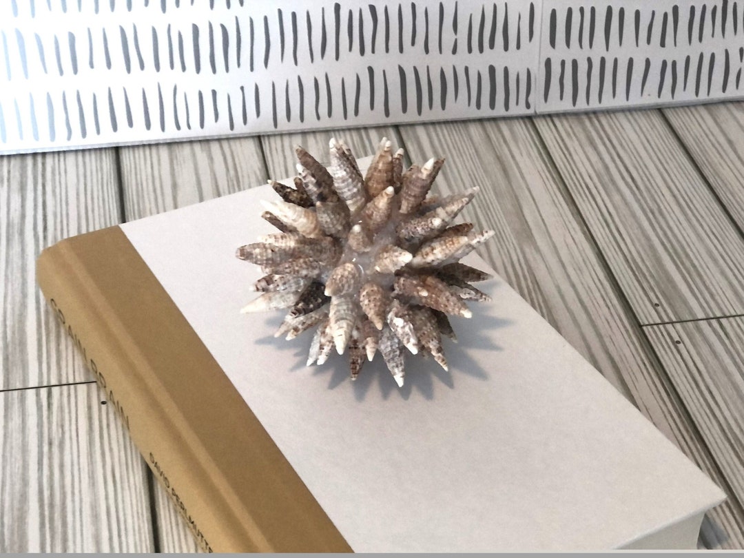 Natural Seashell Ornamental Balls, Vase Filler Decor, Coastal Art, Beach House, Cerith Shells