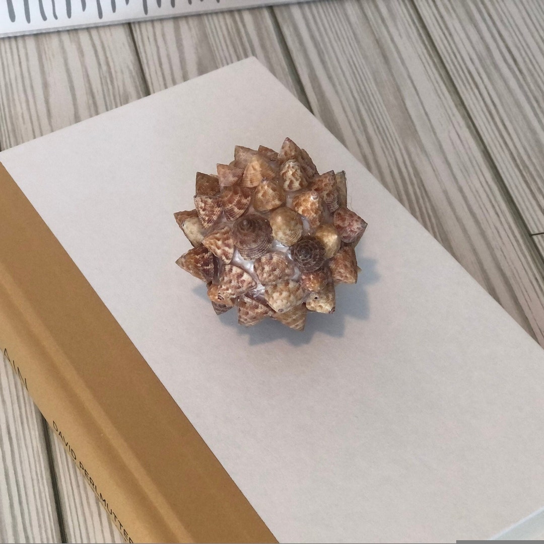 Natural Ornamental Seashell Ball, Vase Filler Decor, Coastal Decor, Topshell Shell Ball