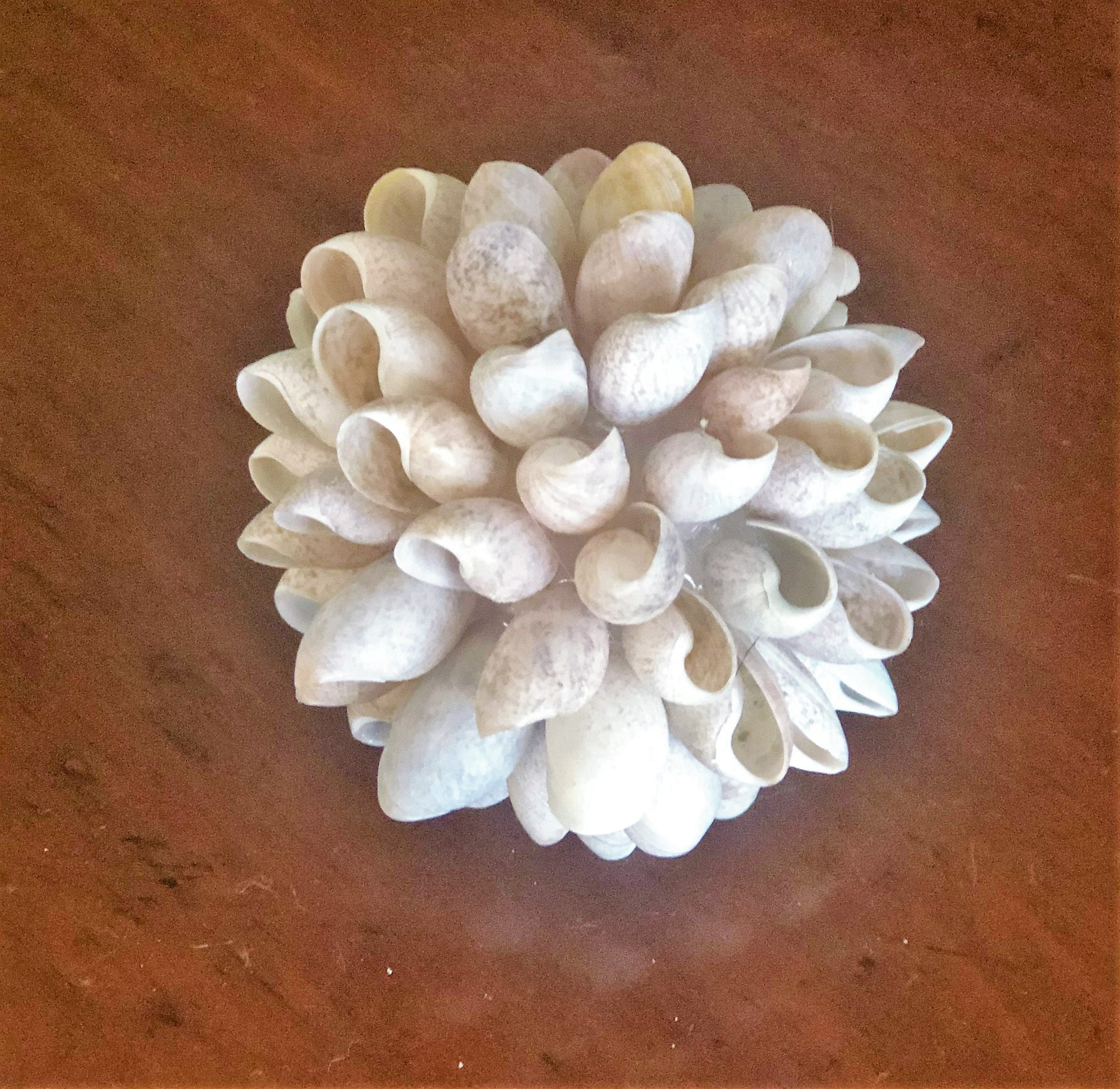Natural Seashell Balls Vase Filler Decor Coastal Art Beach Etsy