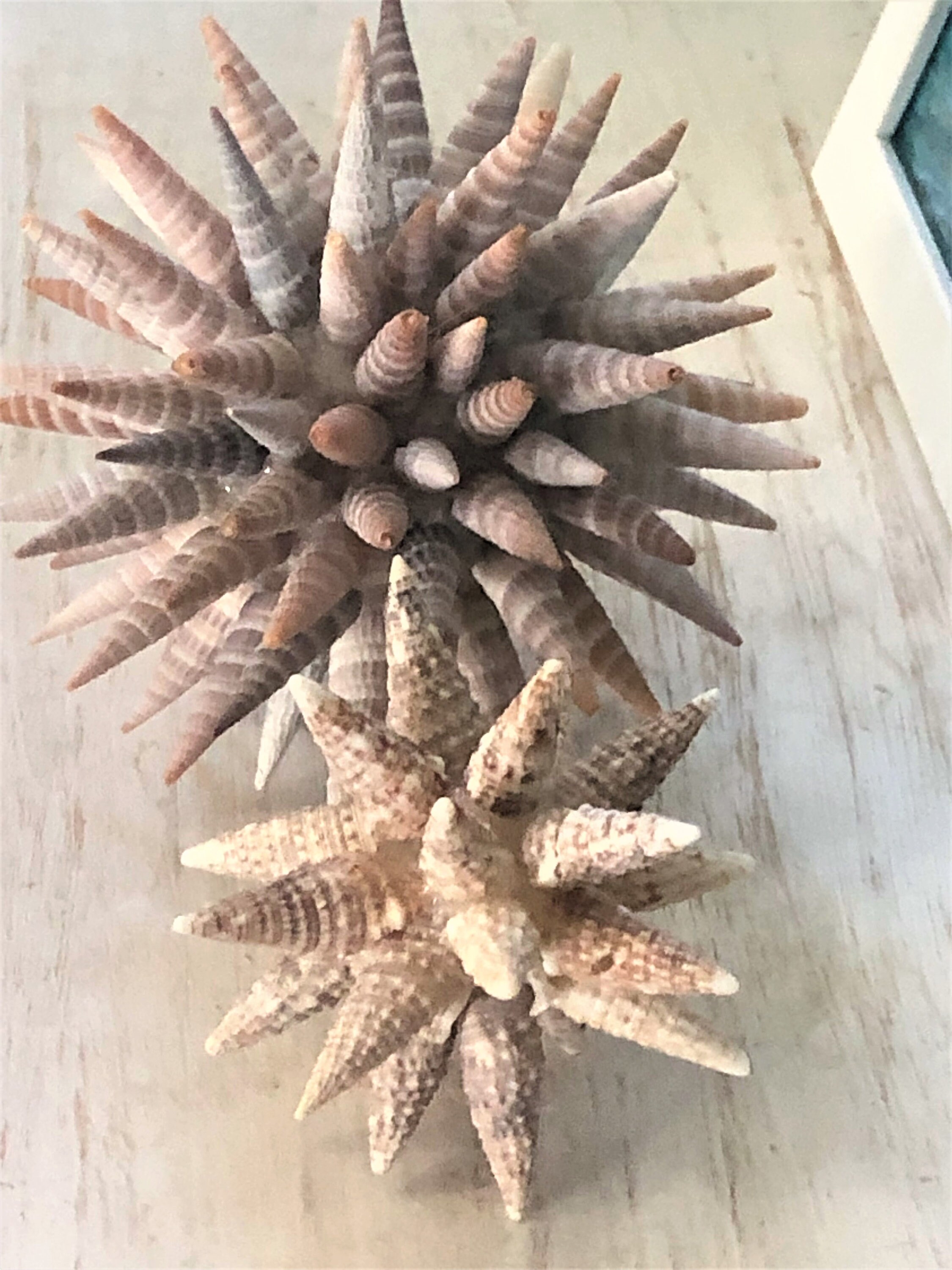 Natural Seashell Balls Vase Filler Decor Coastal Art Beach Etsy