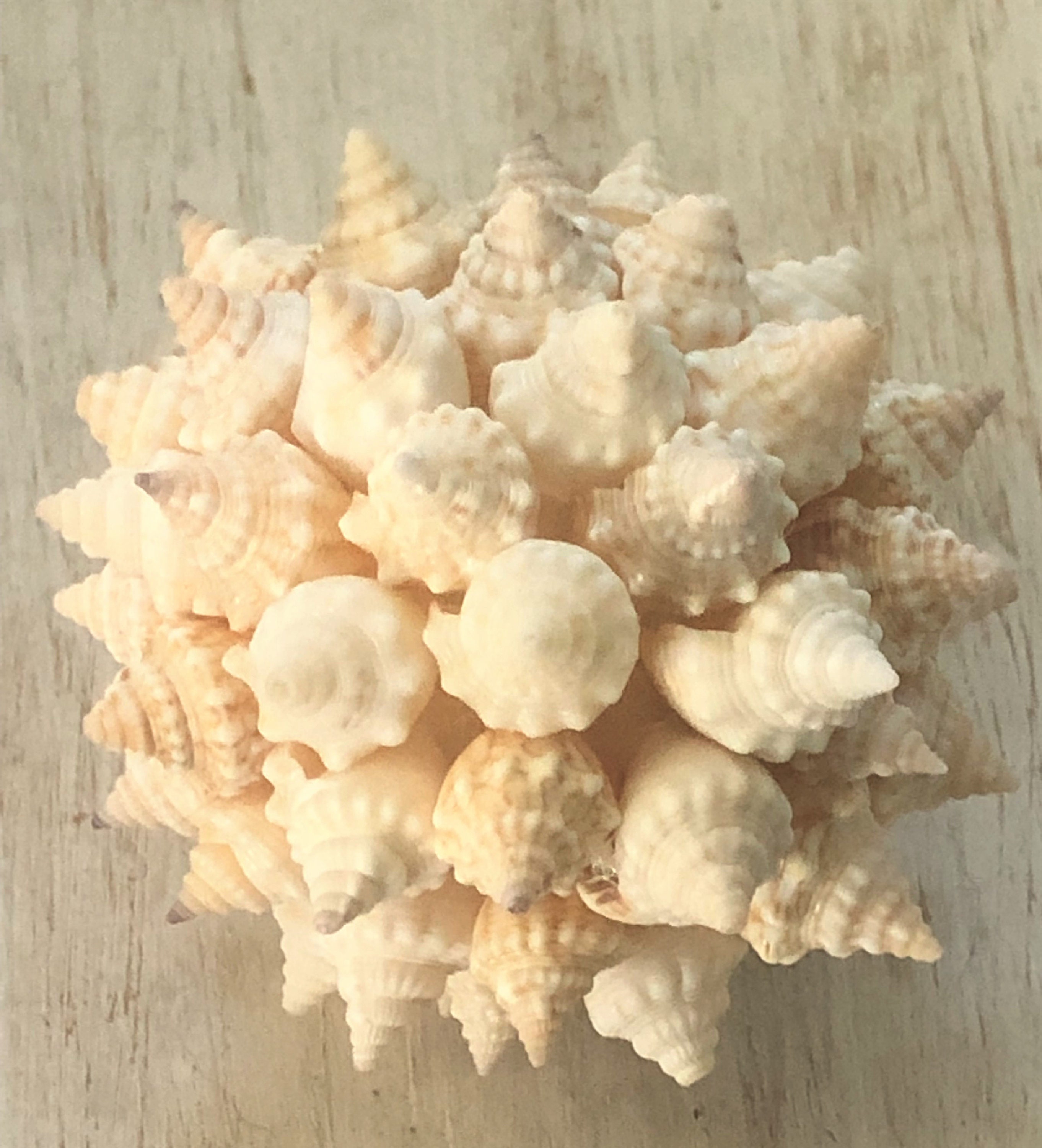 Natural Seashell Balls Vase Filler Decor Coastal Art Beach Etsy