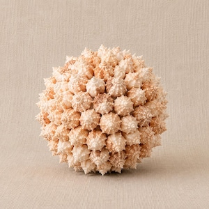May include: A spherical decorative object constructed from numerous small, light tan and beige sea shells. The shells are arranged in a dense, uniform pattern, creating a textured, rounded surface with pointed tips protruding outward in all directions.