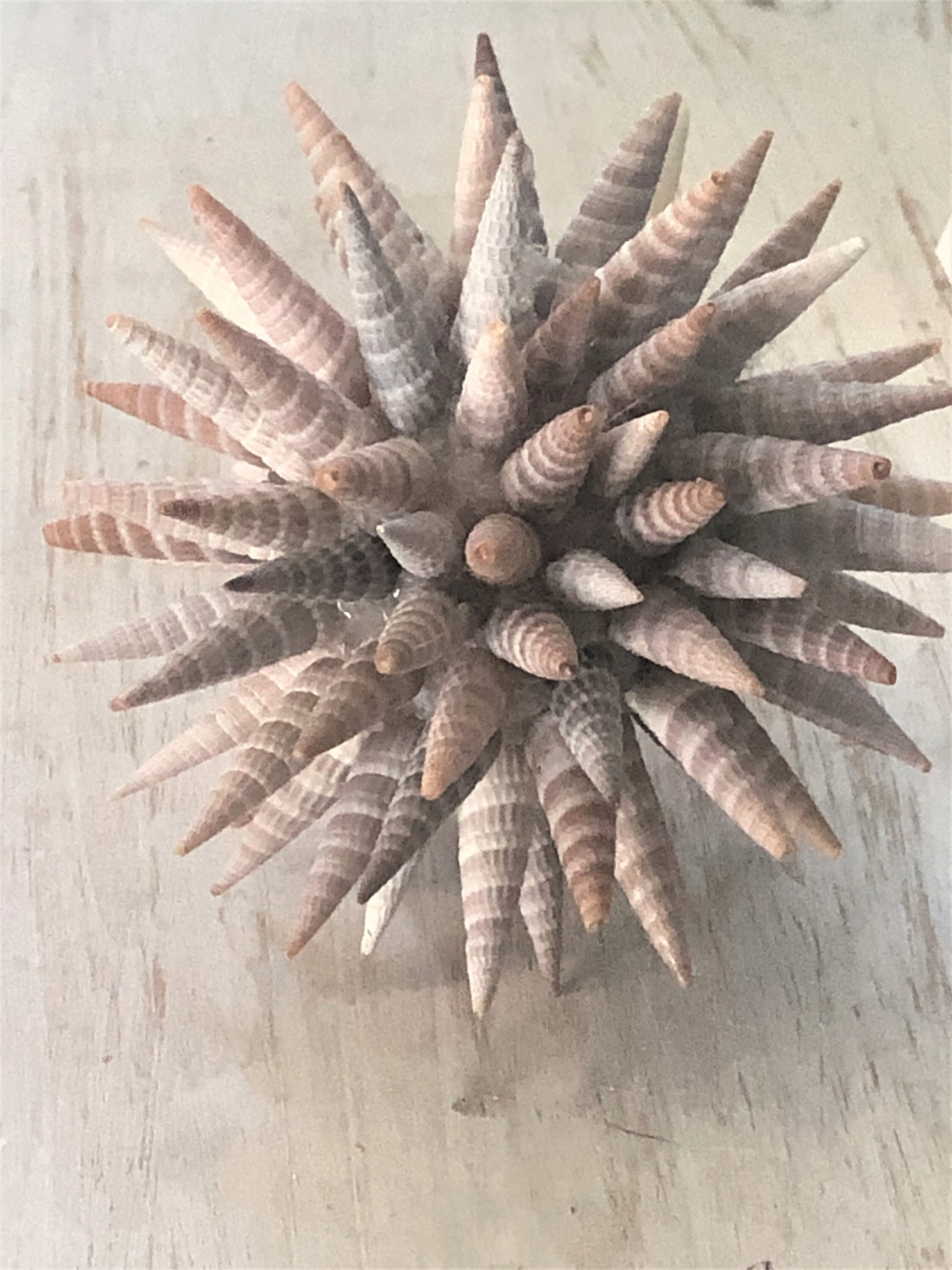 Natural Seashell Balls Vase Filler Decor Coastal Art Beach Etsy