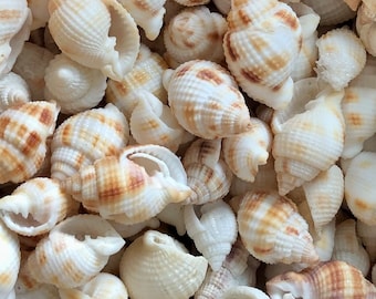 Könnte beinhalten: Eine Ansammlung kleiner, spiralförmiger Muscheln mit weißer Grundfarbe und hellbraunen bis beigen horizontalen Streifen. Die Muscheln variieren in Größe und Ausrichtung und zeigen feine Rillen sowie offene Gehäuseöffnungen.