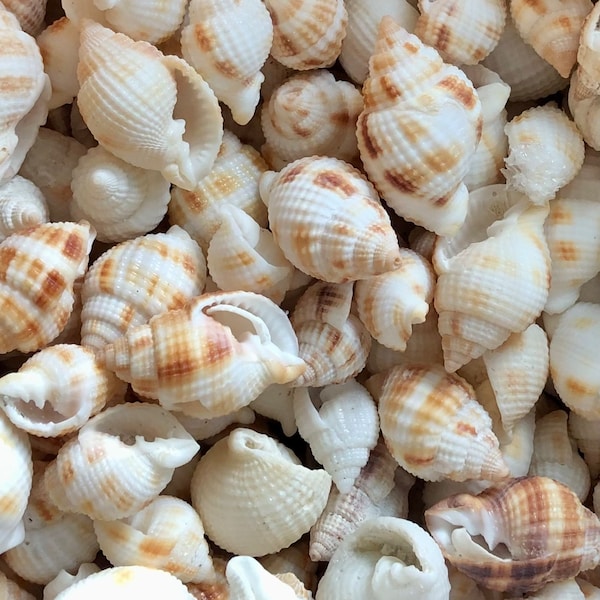 Natural Florida Nutmeg Shell (1 EA), Craft Shells, Real Seashells, Decorative Filler, Beach House Decor, Coastal Shells