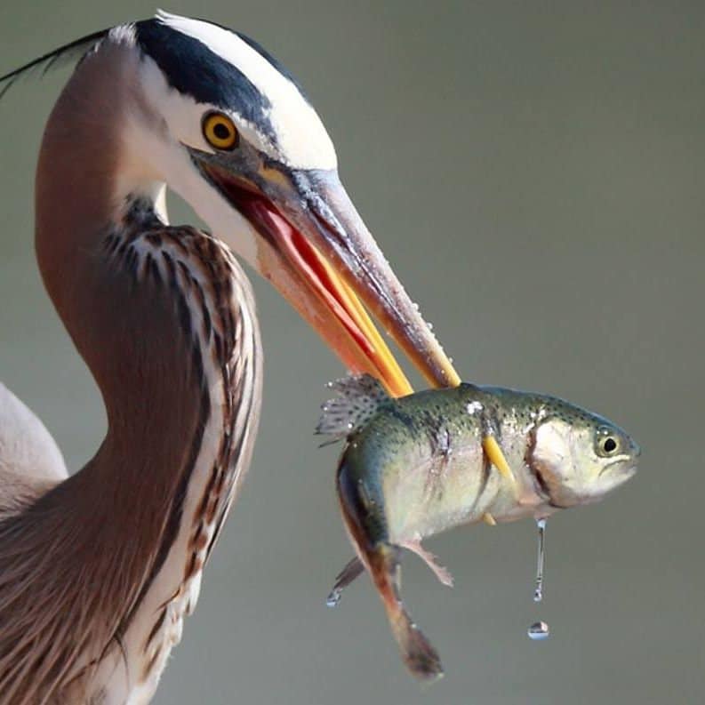 blue heron fishing pole Blue Heron Spey Hooks by Dave Mcneese, the Original, Limited Quantities  Left