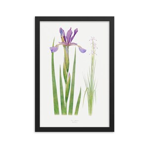 May include: A watercolor illustration of a purple iris flower with green leaves and a white flower with green leaves. The text "Iris versicolor" is printed below the image.