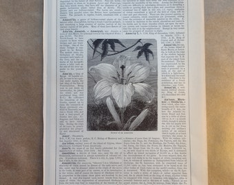 Amaryllis Flower Print, Antique 1898, Engraved Encyclopedia Print,Wall art, botanical