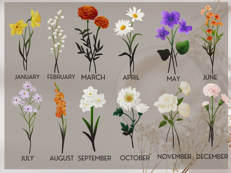 May include: A chart showing a different flower for each month of the year. January is a yellow daffodil, February is a white lily of the valley, March is an orange marigold, April is a white daisy, May is a purple violet, June is an orange flower, July is a white aster, August is an orange gladiolus, September is a white narcissus, October is a white chrysanthemum, November is a white rose, and December is a pink carnation.