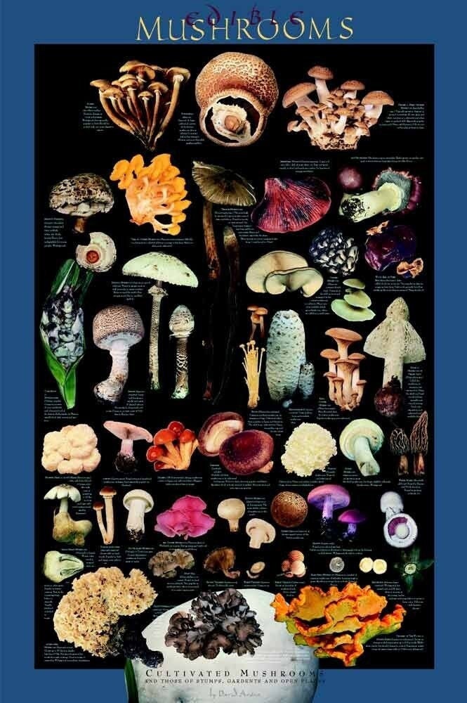 EDIBLE Field & Garden Mushroom Poster by David Arora Etsy