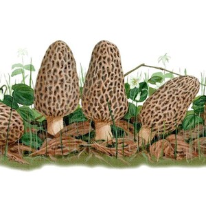 Morel Mushroom Coffee Mugs - The Sponge Mushroom