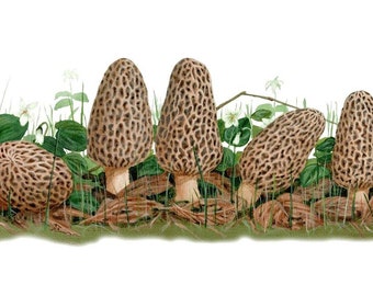 Morel Mushroom Coffee Mugs - The Sponge Mushroom