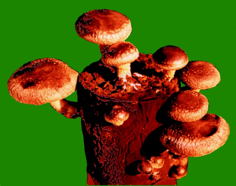 Organic Shiitake Mushroom Grow Kit Etsy
